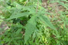 Hibiscus hispidissimus