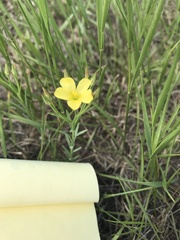 Linum sulcatum