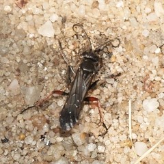 Episyron rufipes
