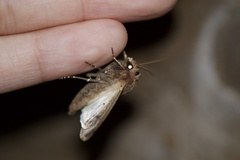 Agrotis exclamationis