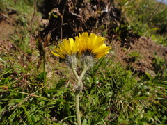Pilosella tendina