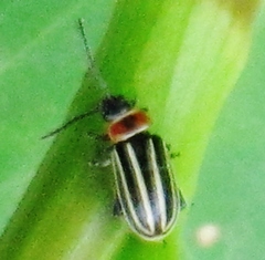 Disonycha pensylvanica