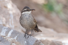 Cinclodes oustaleti oustaleti