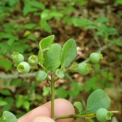 Vaccinium formosum