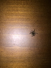 Plexippus petersi