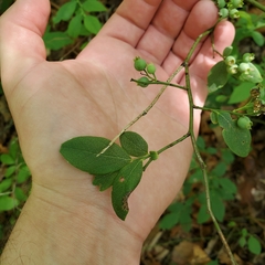 Vaccinium formosum