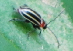 Disonycha pensylvanica