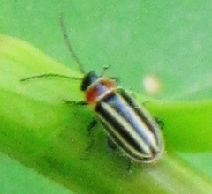 Disonycha pensylvanica