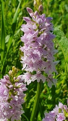 Dactylorhiza fuchsii