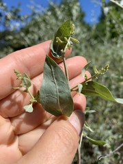Atriplex lentiformis breweri