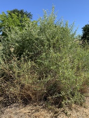 Atriplex lentiformis breweri