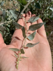 Atriplex lentiformis breweri