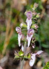Stachys rigida quercetorum