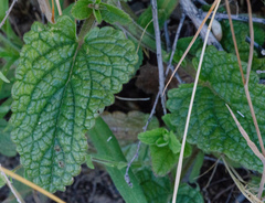 Stachys rigida quercetorum