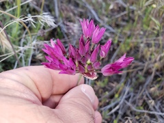 Allium fimbriatum