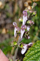 Stachys rigida quercetorum