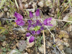 Allium fimbriatum