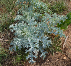 Argemone polyanthemos