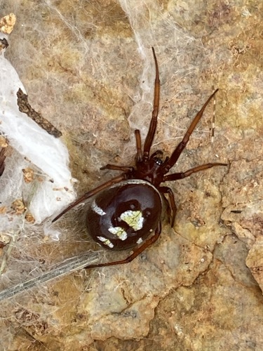 Asagena medialis