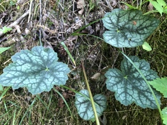 Heuchera longiflora
