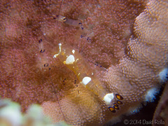 Ancylocaris brevicarpalis