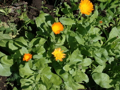 Calendula officinalis