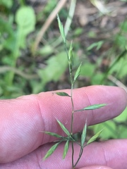 Bromus commutatus