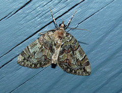 Hydriomena renunciata