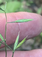 Bromus commutatus