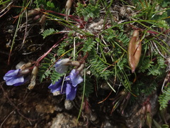 Oxytropis triflora