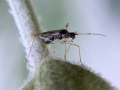 Dicyphus hesperus