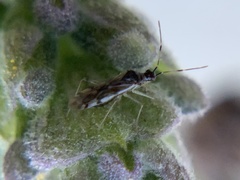 Dicyphus hesperus