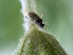Dicyphus hesperus