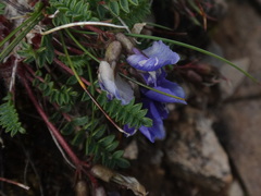 Oxytropis triflora