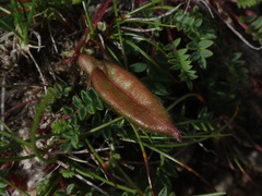 Oxytropis triflora