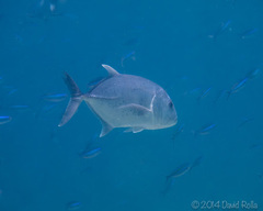 Caranx ignobilis