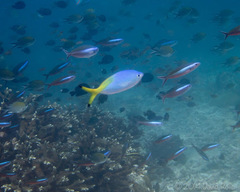Caesio lunaris