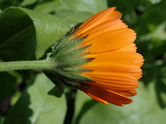 Calendula officinalis