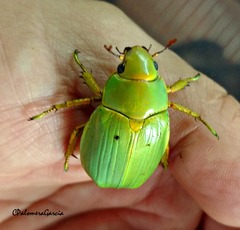 Chrysina laniventris