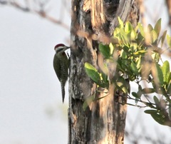 Xiphidiopicus percussus