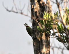 Xiphidiopicus percussus