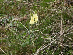 Narcissus triandrus pallidulus