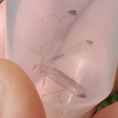 Hylobittacus apicalis