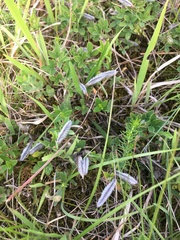 Chamaecytisus ratisbonensis