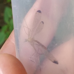 Hylobittacus apicalis