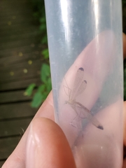 Hylobittacus apicalis