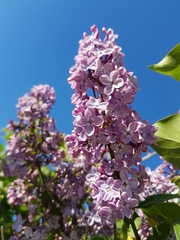 Syringa vulgaris