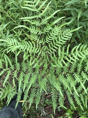 Pteridium caudatum