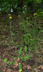 Hieracium sylvularum