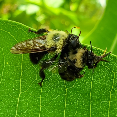 Bee-like robber fly